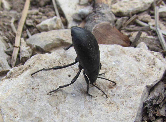 Darkling Beetle